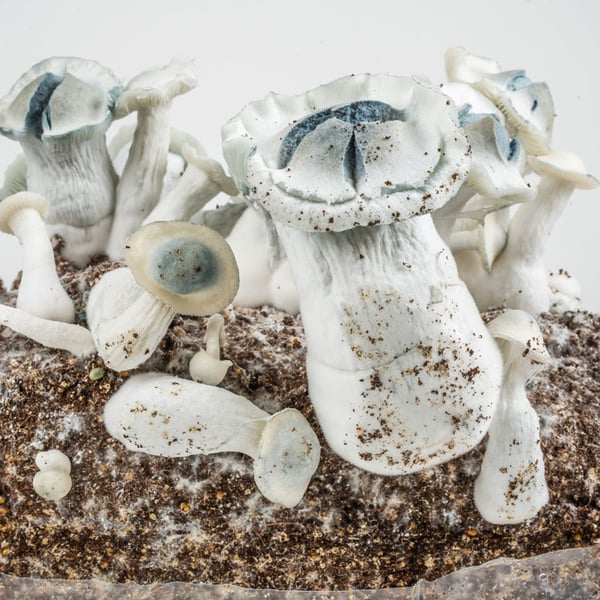 Kit Ready-2-Grow 'APE' di Zamnesia