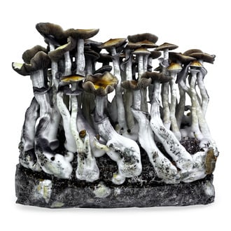 Kit Ready-2-Grow 'McKennaii' di Zamnesia