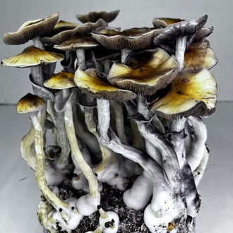 Kit Ready-2-Grow 'McKennaii' di Zamnesia