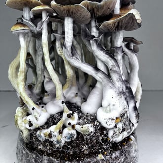 Kit Ready-2-Grow 'McKennaii' di Zamnesia