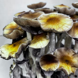 Kit Ready-2-Grow 'McKennaii' di Zamnesia