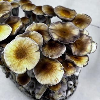 Kit Ready-2-Grow 'McKennaii' di Zamnesia