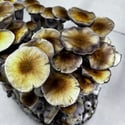 Kit Ready-2-Grow 'McKennaii' di Zamnesia