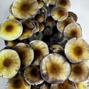 Kit Ready-2-Grow 'McKennaii' di Zamnesia