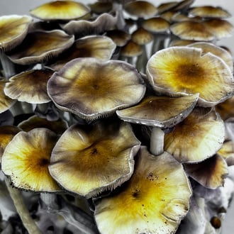 Kit Ready-2-Grow 'McKennaii' di Zamnesia