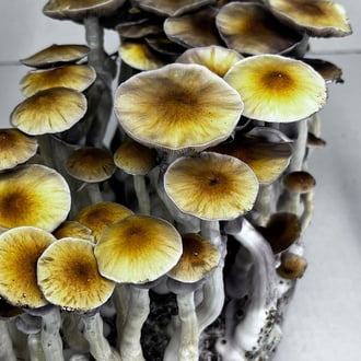 Kit Ready-2-Grow 'McKennaii' di Zamnesia