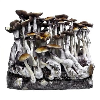 Kit Ready-2-Grow 'McKennaii' di Zamnesia
