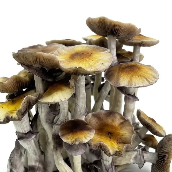 Kit Ready-2-Grow 'McKennaii' di Zamnesia