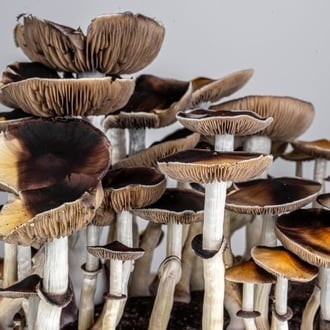 Kit Ready-2-Grow 'McKennaii' di Zamnesia