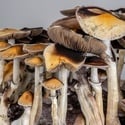 Kit Ready-2-Grow 'McKennaii' di Zamnesia