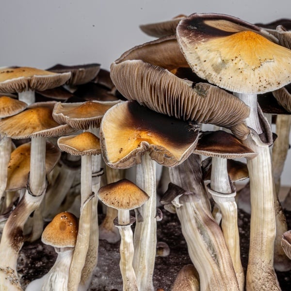 Kit Ready-2-Grow 'McKennaii' di Zamnesia