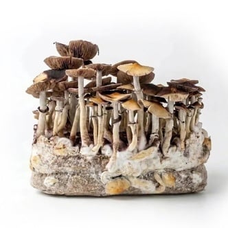 Kit Ready-2-Grow 'McKennaii' di Zamnesia