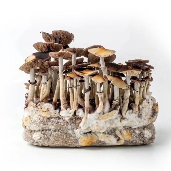Kit Ready-2-Grow 'McKennaii' di Zamnesia