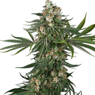 Fallout OG (White Label) femminizzata