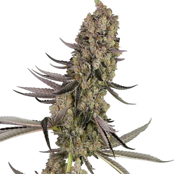 Vlad the Inhaler (White Label) femminizzata