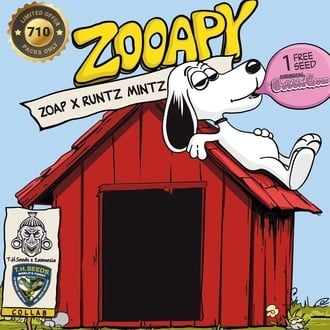 Zooapy (T.H. Seeds) femminizzata