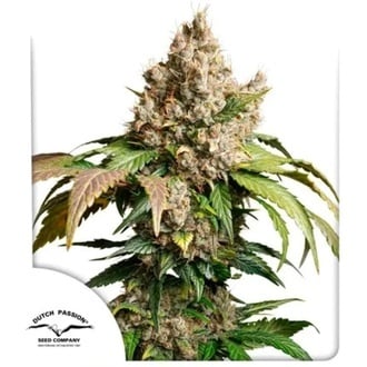 Auto Red Tropicana Cookies (Dutch Passion) femminizzata