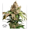 Auto Red Tropicana Cookies (Dutch Passion) femminizzata