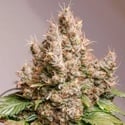 Auto Red Tropicana Cookies (Dutch Passion) femminizzata