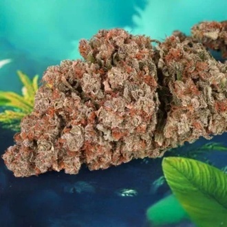 Auto Red Tropicana Cookies (Dutch Passion) femminizzata