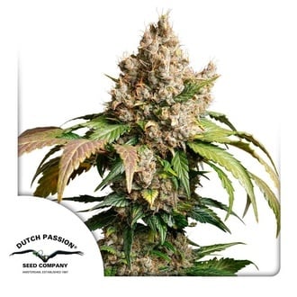 Auto Red Tropicana Cookies (Dutch Passion) femminizzata