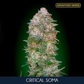 Critical Soma (Advanced Seeds) femminizzati