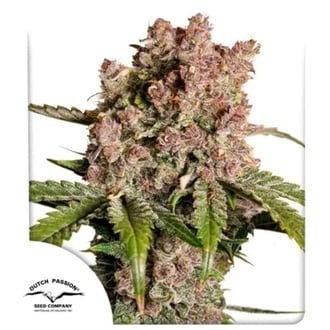 Auto Strawberry Soda (Dutch Passion) femminizzata