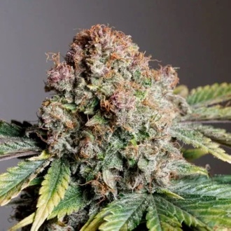 Auto Strawberry Soda (Dutch Passion) femminizzata