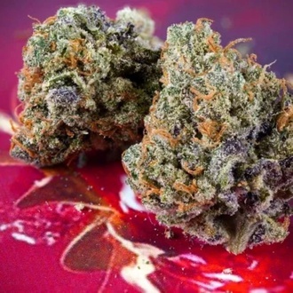 Auto Strawberry Soda (Dutch Passion) femminizzata