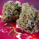Auto Strawberry Soda (Dutch Passion) femminizzata