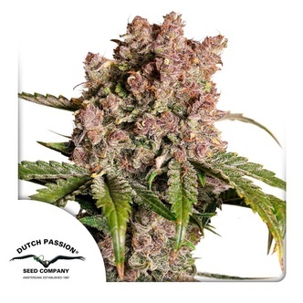 Auto Strawberry Soda (Dutch Passion) femminizzata