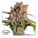 Auto Strawberry Soda (Dutch Passion) femminizzata