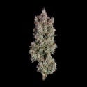 Shortcut (Happy Valley Genetics) femminizzata