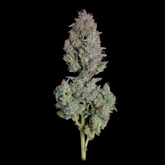 Easy Button Auto (Happy Valley Genetics) femminizzata