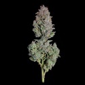 Easy Button (Happy Valley Genetics) femminizzata