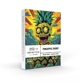 Pineapple Daddy (Happy Valley Genetics) femminizzata