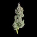 Pineapple Daddy (Happy Valley Genetics) femminizzata