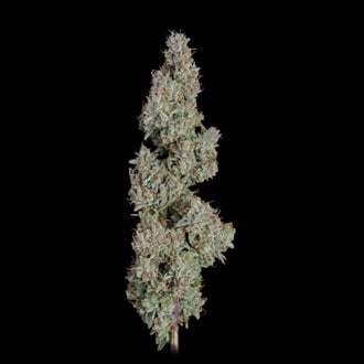 Pineapple Diesel Auto (Happy Valley Genetics) femminizzata