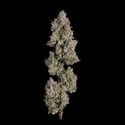 Oh My Thai (Happy Valley Genetics) femminizzata
