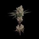 Another Level (Happy Valley Genetics) femminizzata