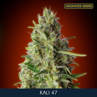 Kali 47 (Advanced Seeds) femminizzata