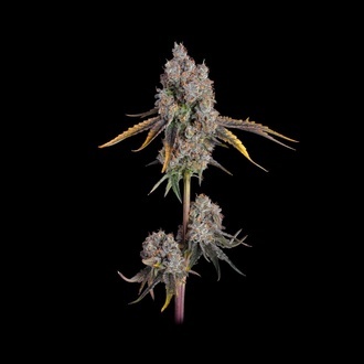 Candy Games 25 (Happy Valley Genetics) femminizzata