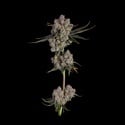 Candy Games 38 (Happy Valley Genetics) femminizzata