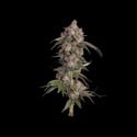 Game Over (Happy Valley Genetics) femminizzata