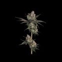 Knockout (Happy Valley Genetics) femminizzata
