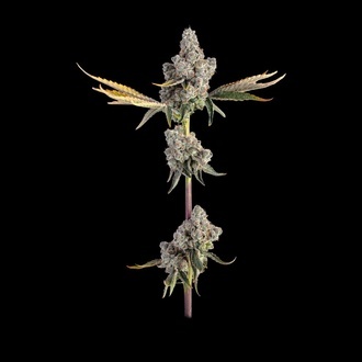 Overtime (Happy Valley Genetics) femminizzata