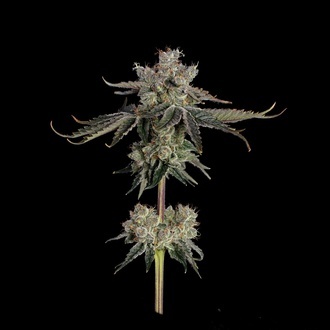 Sweet 16 (Happy Valley Genetics) femminizzata