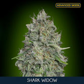 Shark Widow (Advanced Seeds) femminizzati