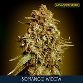 Somango Widow (Advanced Seeds) femminizzati