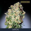 Critical (Advanced Seeds) femminizzata